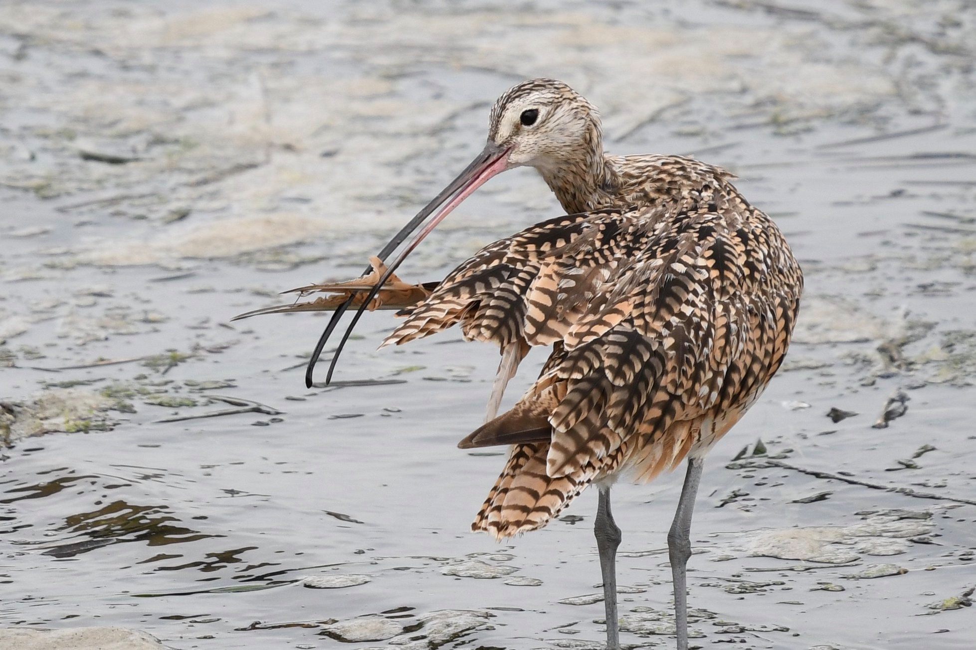 Curlew Bechler