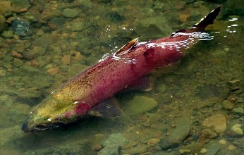 Coho salmon photo by Mike Dean, CDFW